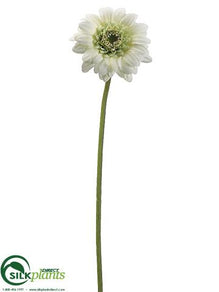 Gerbera Daisy Spray - Green Light - Pack of 12