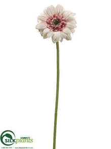 Gerbera Daisy Spray - Pink Cream - Pack of 12