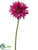 Gerbera Daisy Spray - Fuchsia - Pack of 12