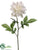 Dahlia Spray - Cream - Pack of 12