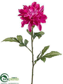 Dahlia Spray - Rubrum Two Tone - Pack of 12