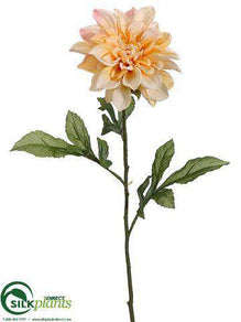 Dahlia Spray - Yellow Pink - Pack of 12
