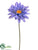 Gerbera Daisy Spray - Blue Helio - Pack of 12