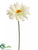 Gerbera Daisy Spray - Cream - Pack of 12