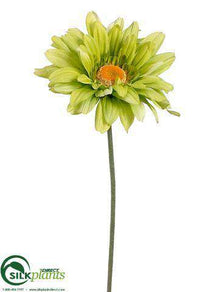 Gerbera Daisy Spray - Green - Pack of 12