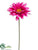 Gerbera Daisy Spray - Rubrum Two Tone - Pack of 12