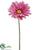 Jumbo Gerbera Daisy Spray - Cerise - Pack of 6