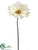 Jumbo Gerbera Daisy Spray - Cream - Pack of 6