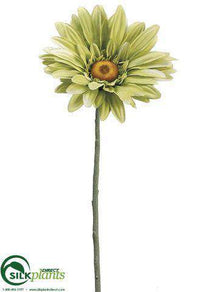 Jumbo Gerbera Daisy Spray - Green - Pack of 6