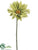 Jumbo Gerbera Daisy Spray - Green - Pack of 6