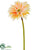 Gerbera Daisy Spray - Apricot Peach - Pack of 12