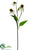 Echinacea Spray - Cream Green - Pack of 12
