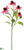 Echinacea Spray - Cerise - Pack of 12