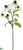 Echinacea Spray - White Green - Pack of 12