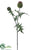 Echinops Spray - Green Plum - Pack of 12