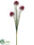 Allium Branch - Fuchsia - Pack of 12