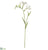 Freesia Spray - Cream - Pack of 12