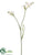 Freesia Spray - Cream - Pack of 12