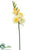 Freesia Spray - Yellow - Pack of 12