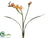 Freesia Spray - Apricot - Pack of 12