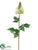 Flame Tree Flower Spray - White Green - Pack of 12
