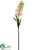 Fritillaria Spray - Pink Cream - Pack of 12