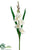 Gladiolus Spray - Cream - Pack of 12