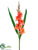 Gladiolus Spray - Flame Orange - Pack of 12