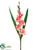 Gladiolus Spray - Pink Cerise - Pack of 12