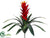 Guzmania Plant - Flame Two Tone - Pack of 6