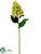 Hydrangea Spray - Lime - Pack of 12