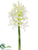 Hyacinth Spray - White - Pack of 24