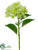 Hydrangea Spray - Cream Green - Pack of 6