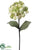 Hydrangea Spray - Green Light - Pack of 12