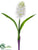 Hyacinth Spray - White - Pack of 12