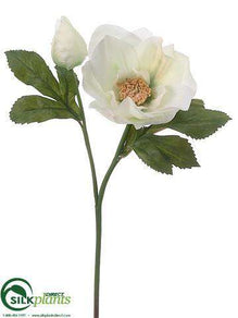 Helleborus Spray - Cream Green - Pack of 12