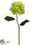 Hydrangea Spray - Green - Pack of 12