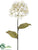 Hydrangea Spray - Beige - Pack of 12