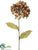 Hydrangea Spray - Coffee Two Tone - Pack of 12