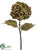 Hydrangea Spray - Olive Green Burgundy - Pack of 12
