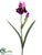 Bearded Iris Spray - Violet Lilac - Pack of 12