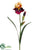 Bearded Iris Spray - Yellow Burgundy - Pack of 12