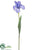 Iris Spray - Lavender - Pack of 36