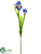 Iris Spray - Helio - Pack of 12