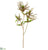 Pieris Japonica Spray - Green Burgundy - Pack of 12