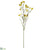 Kangaroo Paw Spray - Yellow - Pack of 12