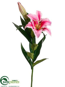 Stargazer Lily Spray - Rubrum - Pack of 12