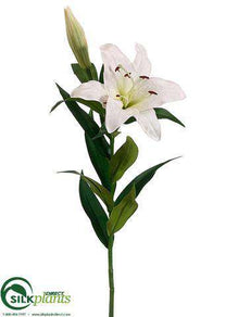Stargazer Lily Spray - White - Pack of 12