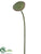 Silk Plants Direct Lotus Pod Spray - Green - Pack of 12