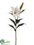 Casablanca Lily Spray - White Pearl - Pack of 12